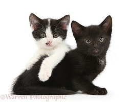 Black and black-and-white tuxedo kittens