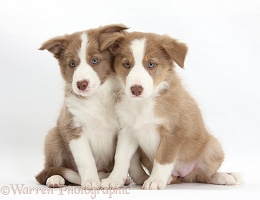 Two Lilac Border Collie pups