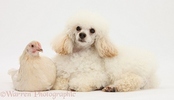 Poodle and chicken