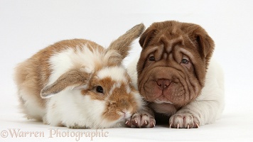 Shar Pei pup and rabbit