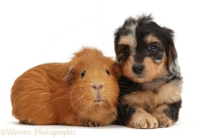 Daxiedoodle pup and Guinea pig