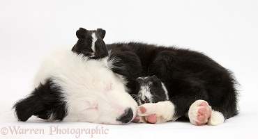 Seeping Border Collie pup and Guinea pigs