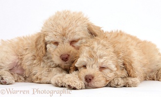 Two sleepy toy Labradoodle puppies