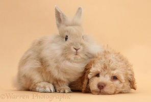 Toy Labradoodle puppy and fluffy bunny