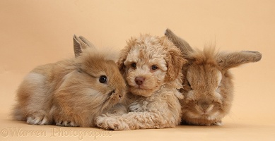 Toy Labradoodle puppy and rabbits