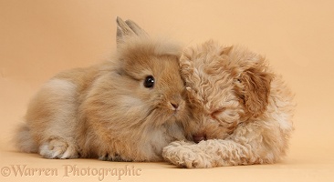 Sleepy Toy Labradoodle puppy and fluffy bunny