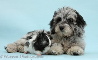 Black-and-grey Daxiedoodle pup and Guinea pig