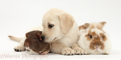 Yellow Labrador Retriever pup with rabbit and Guinea pig