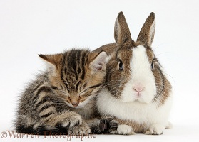 Cute sleepy tabby kitten and rabbit