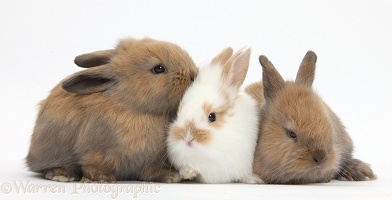 Three baby bunnies