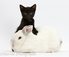 Black kitten, 9 weeks old, and white rabbit