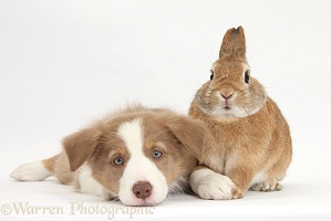 Lilac Border Collie pup and rabbit