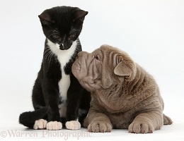 Shar Pei pup and Black-and-white kitten