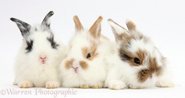 Three cute baby bunnies