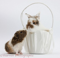 Young rabbit and frizzy Guinea pig with basket