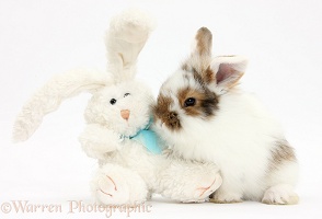 Baby bunny with soft toy rabbit