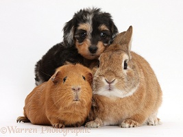 Daxiedoodle pup with Guinea pig and rabbit