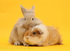 Shaggy Guinea pig and fluffy bunny on yellow background