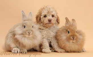 Toy Labradoodle puppy and fluffy bunnies