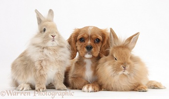 Ruby Cavalier pup and fluffy bunnies