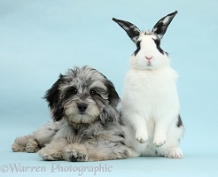 Black-and-grey Daxiedoodle pup and rabbit
