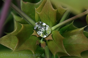 Raindrop collected in Mahonia
