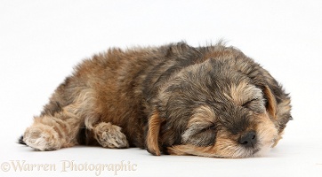 Sleepy Yorkipoo pup, 6 weeks old