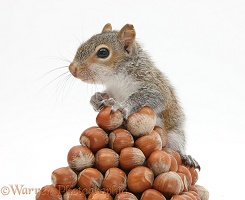 Young Grey Squirrel with pyramid of hazel nuts