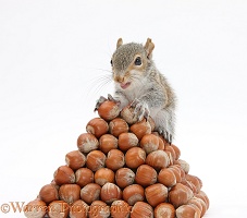 Young Grey Squirrel with pyramid of hazel nuts