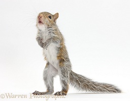 Young Grey Squirrel standing up