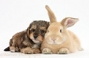 Yorkipoo pup, 6 weeks old, with sandy rabbit