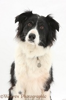 Black-and-white Border Collie with collar and name tag
