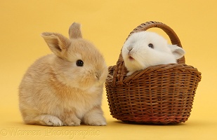 Sandy and white rabbits with basket