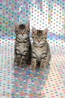 Cute tabby kittens, sitting on background