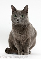 Russian Blue female cat with green eyes