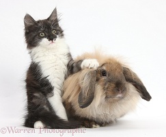 Fluffy dark silver-and-white kitten and rabbit