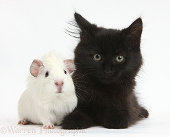 Fluffy black kitten, 9 weeks old, and white baby Guinea pig