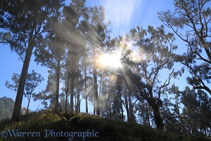 Sunbeams in clouds and trees at Rinjani