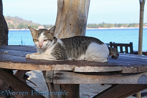 Knob-tailed cat on a beach-side table