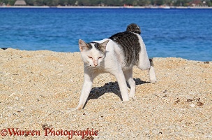 Knob-tailed cat walking on a beach