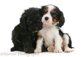 Sheltie x Poodle pup and Cavalier King Charles pup
