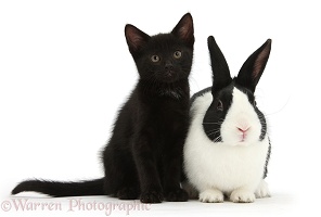 Black kitten and Dutch rabbit