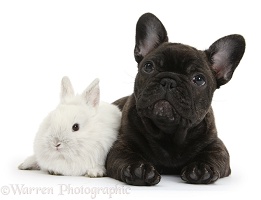 French Bulldog pup and white bunny