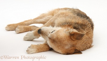 Lakeland Terrier x Border Collie unconscious