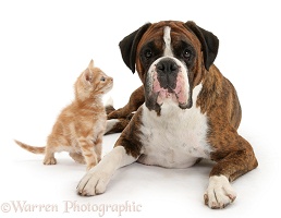 Boxer bitch and inquisitive ginger kitten