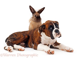Brindle Boxer and bunny