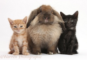 Ginger kitten, black kitten and comical Lionhead-Lop rabbit