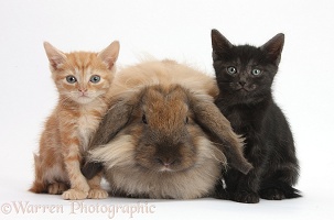 Ginger kitten, black kitten and comical Lionhead-Lop rabbit