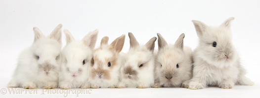 Six baby Lionhead x Lop bunnies in a row