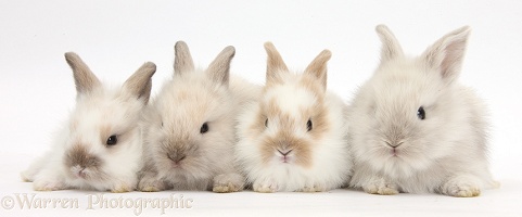 Four baby Lionhead x Lop bunnies in a row